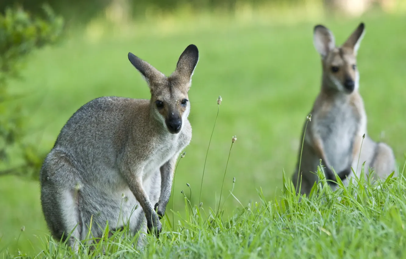 Photo wallpaper nature, background, kangaroo