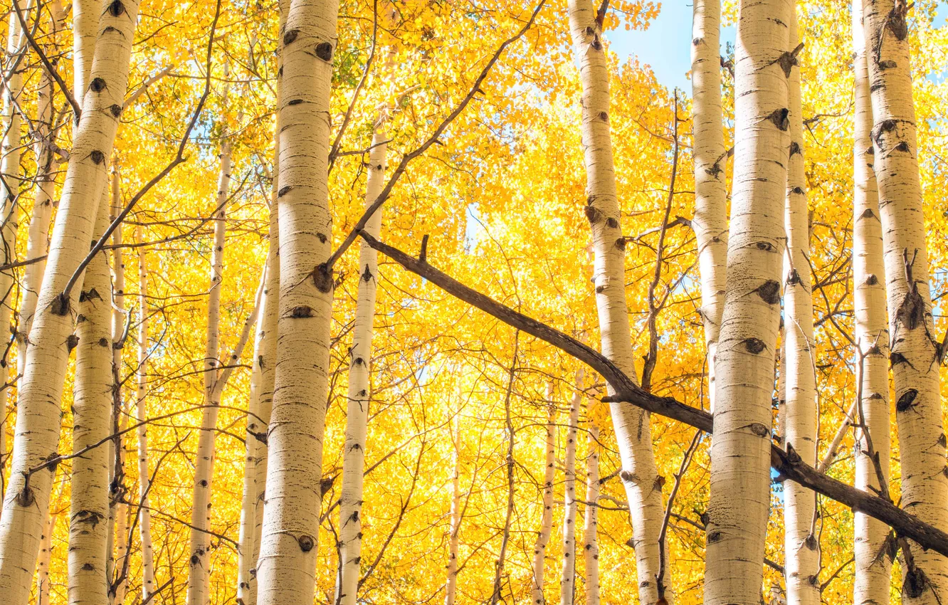 Photo wallpaper forest, trees, birch, grove