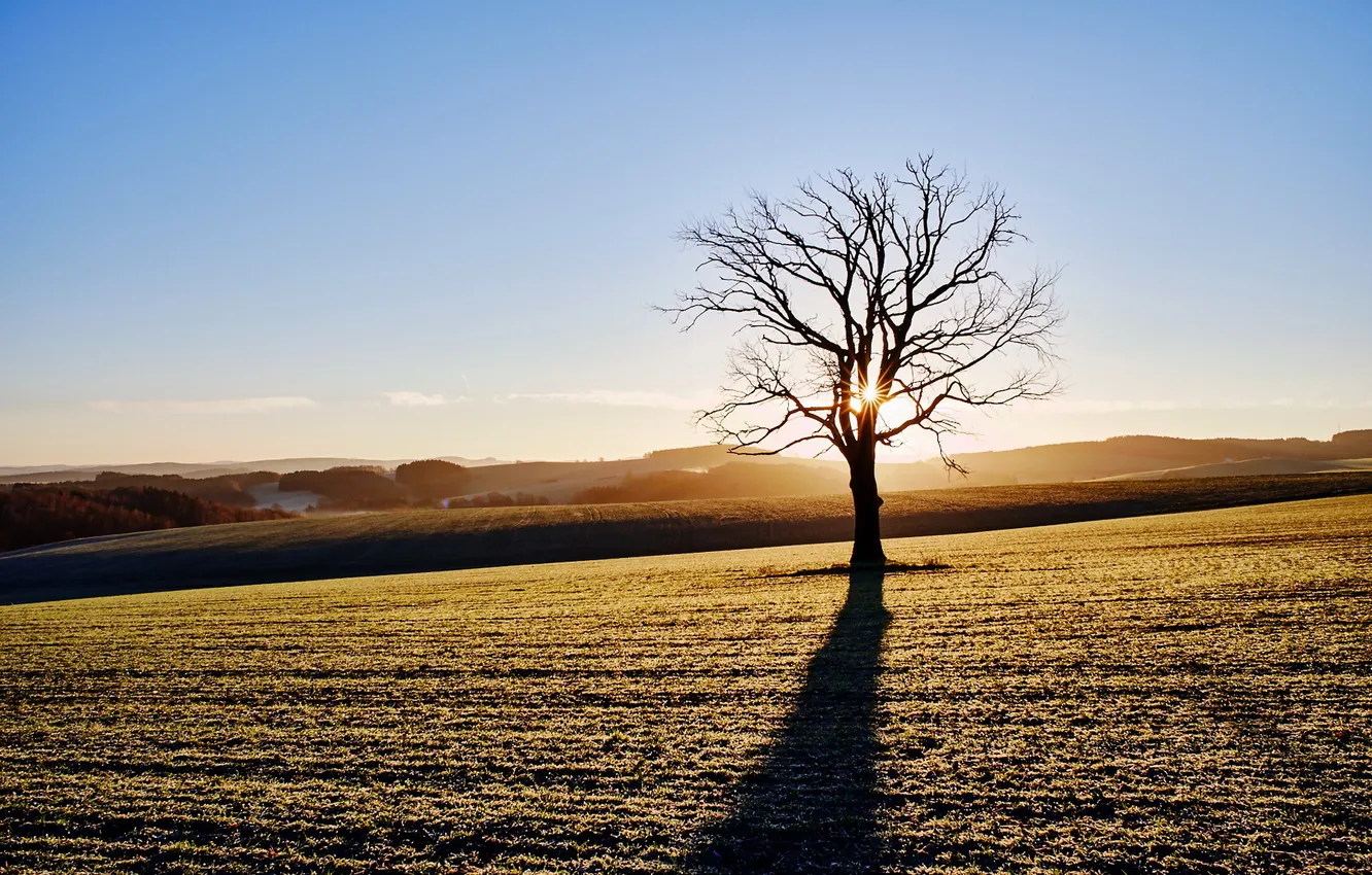 Photo wallpaper field, light, trees, morning