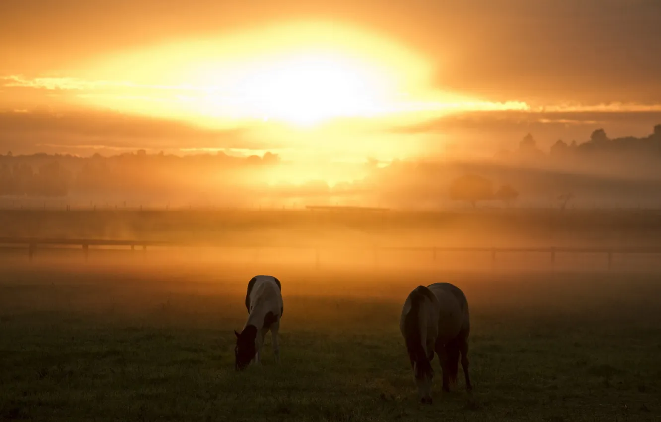 Photo wallpaper sunset, nature, fog, horse