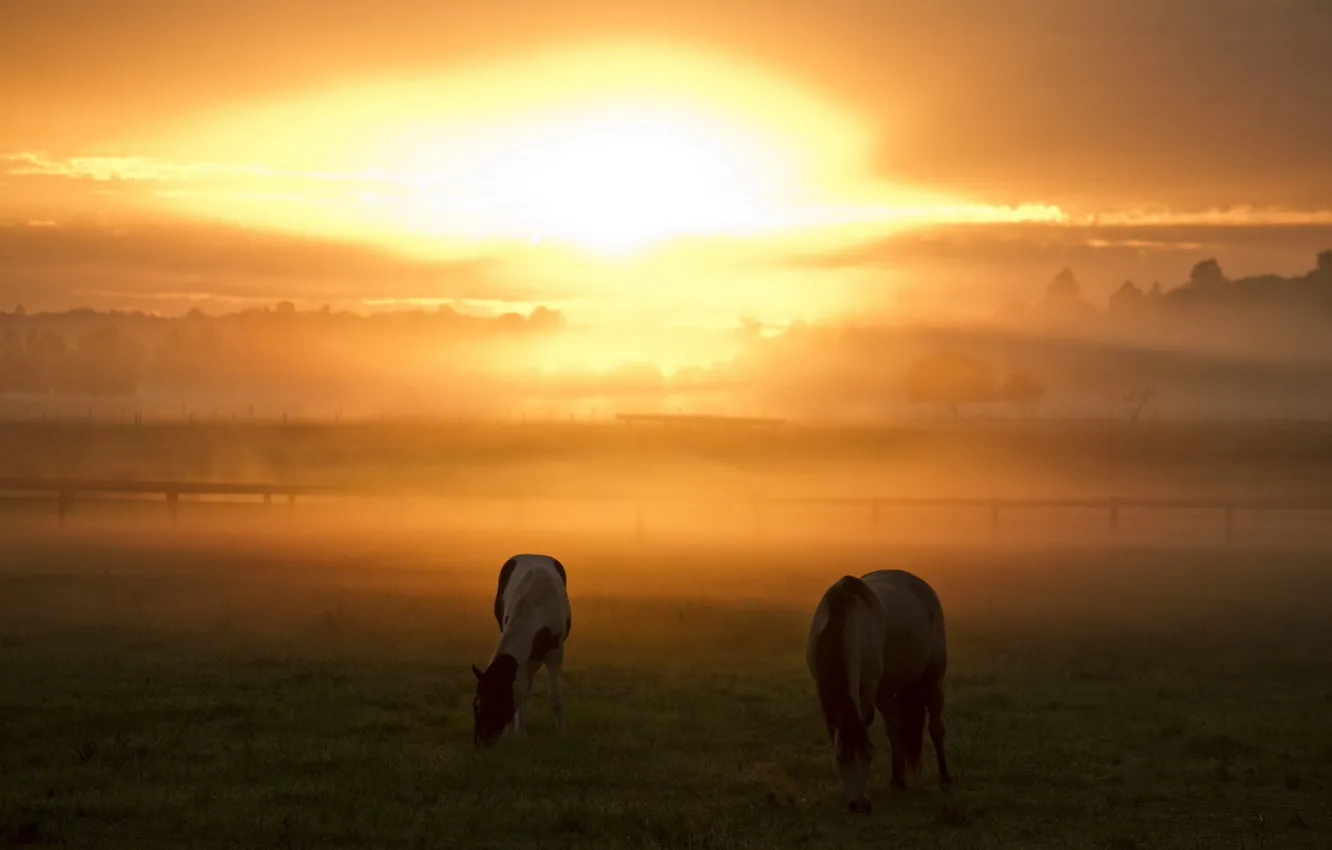 Photo wallpaper sunset, nature, fog, horses