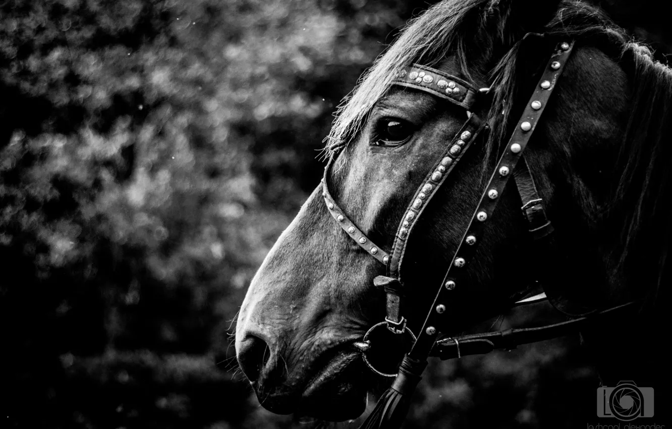 Photo wallpaper mood, horse