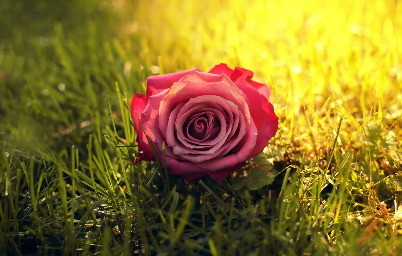 Photo wallpaper flower, grass, the sun, rose, the sun's rays