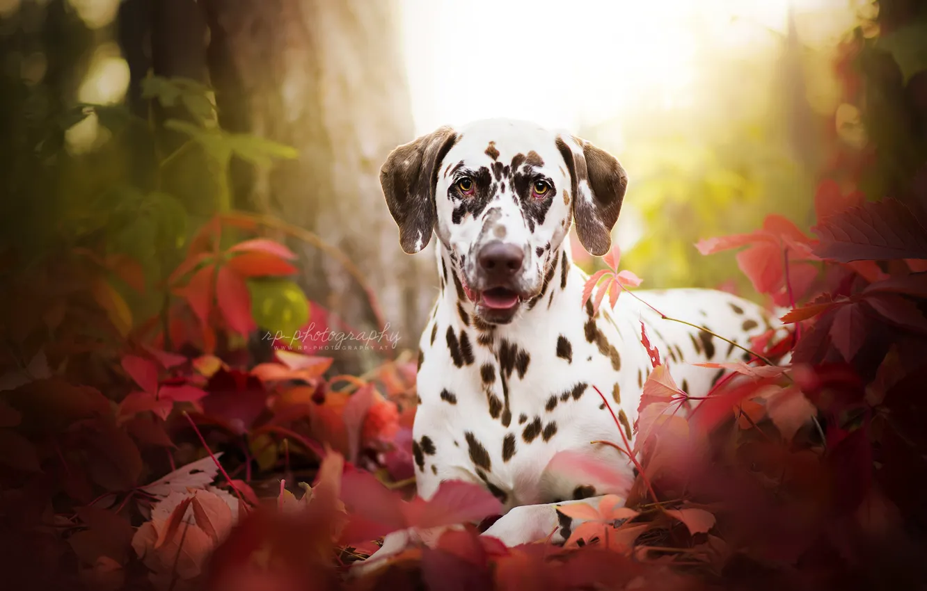 Photo wallpaper grass, look, portrait, dog, Dalmatian