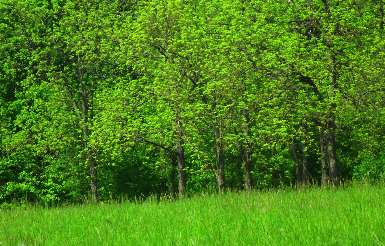 Photo wallpaper trees, green, pasas