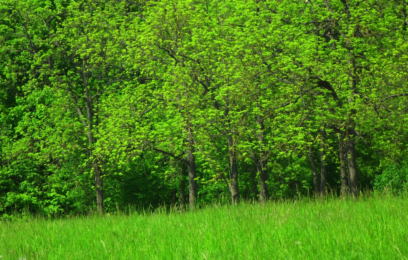 Photo wallpaper Trees, Pasas, Green