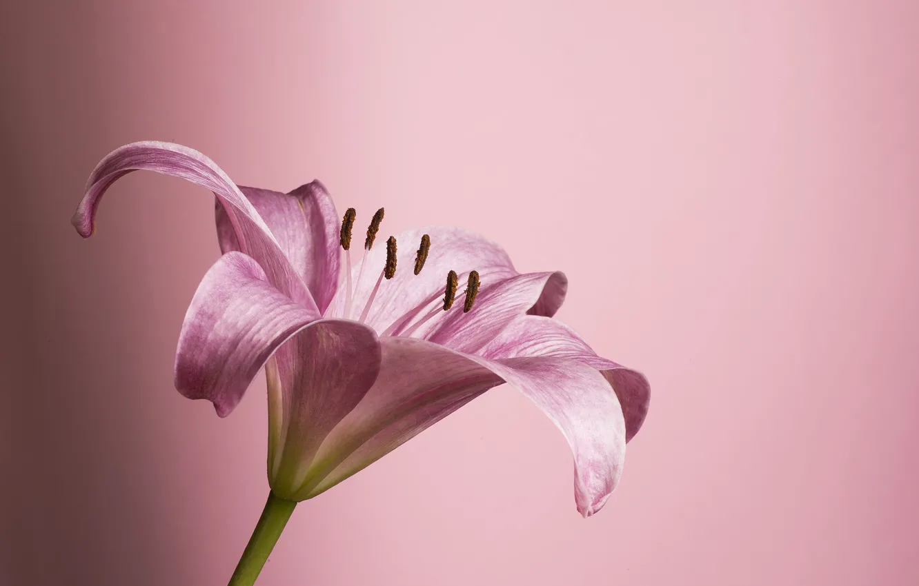 Photo wallpaper flower, pink, petals