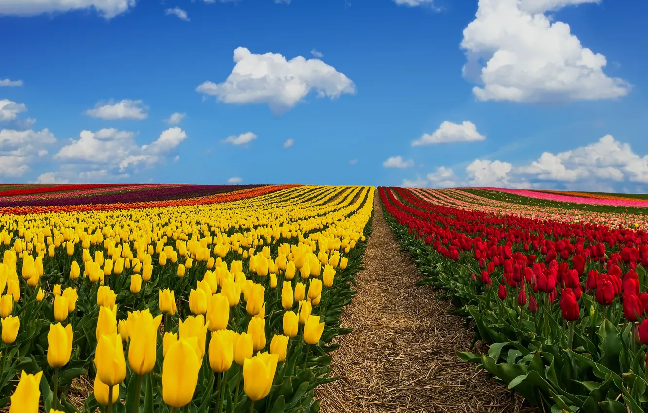 Photo wallpaper field, the sky, clouds, Germany, tulips