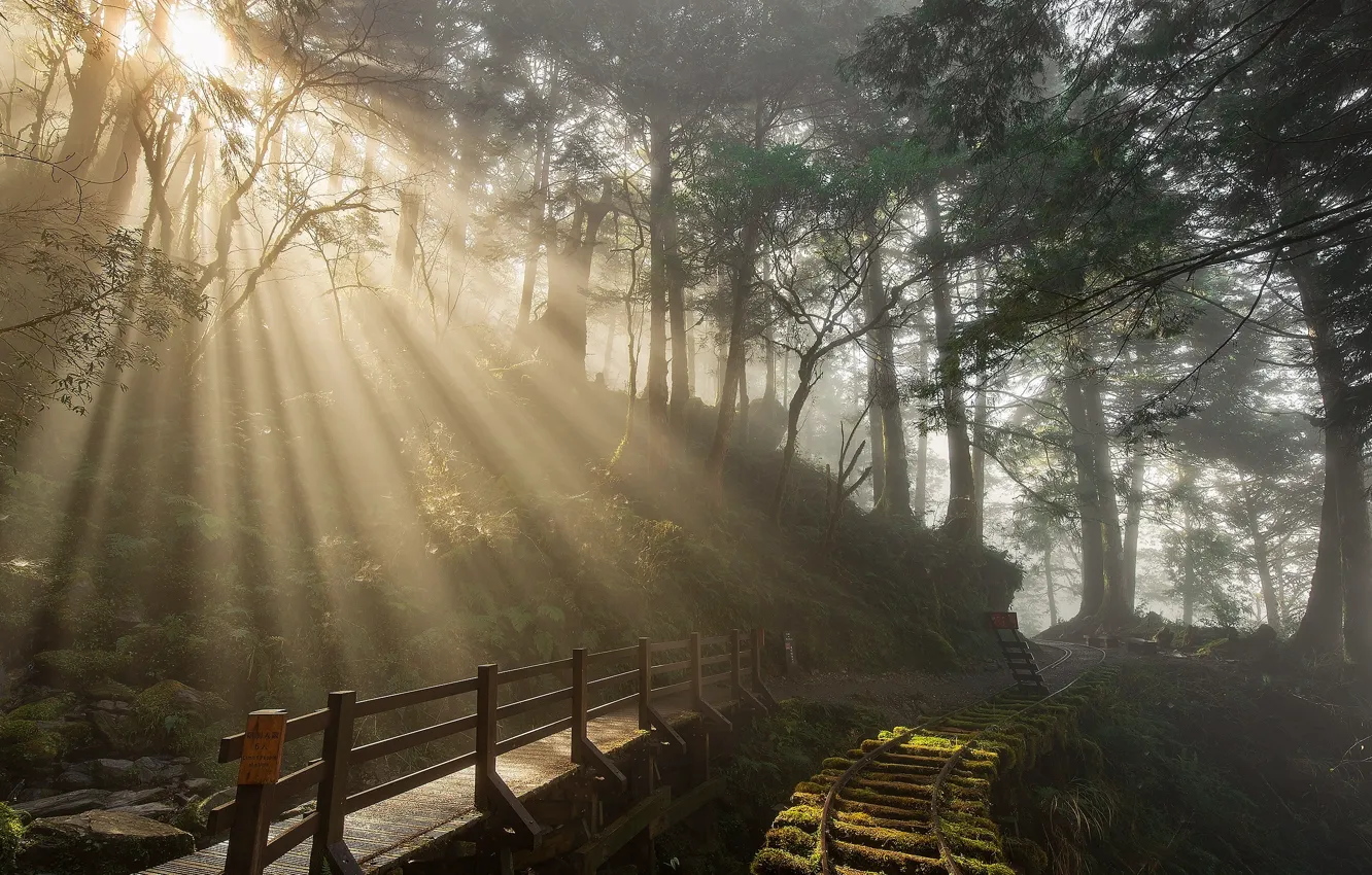 Photo wallpaper forest, the sun, rays, light, trees, branches, thickets