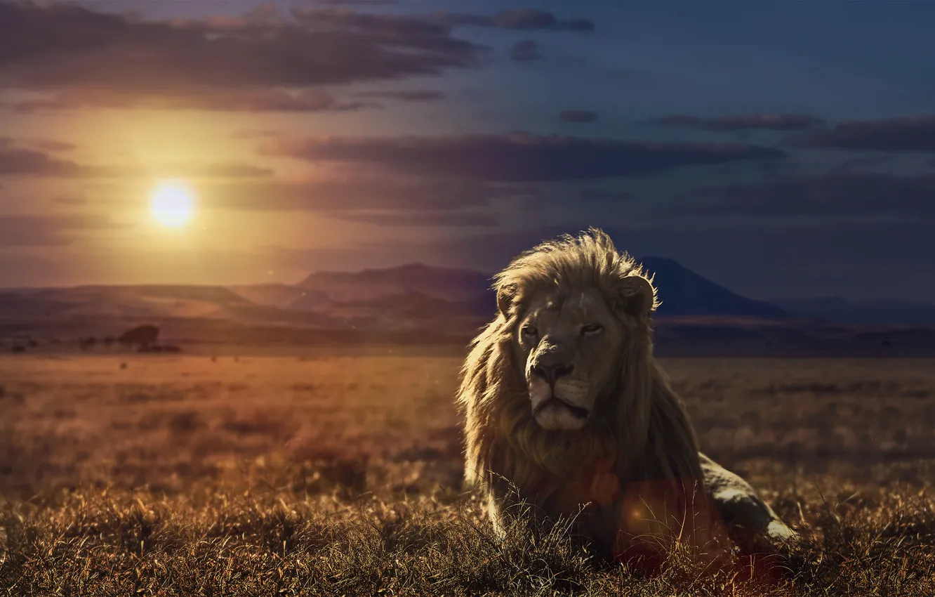 Photo wallpaper sunset, nature, Leo