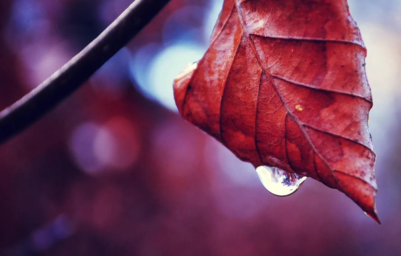 Photo wallpaper nature, macro, leaf