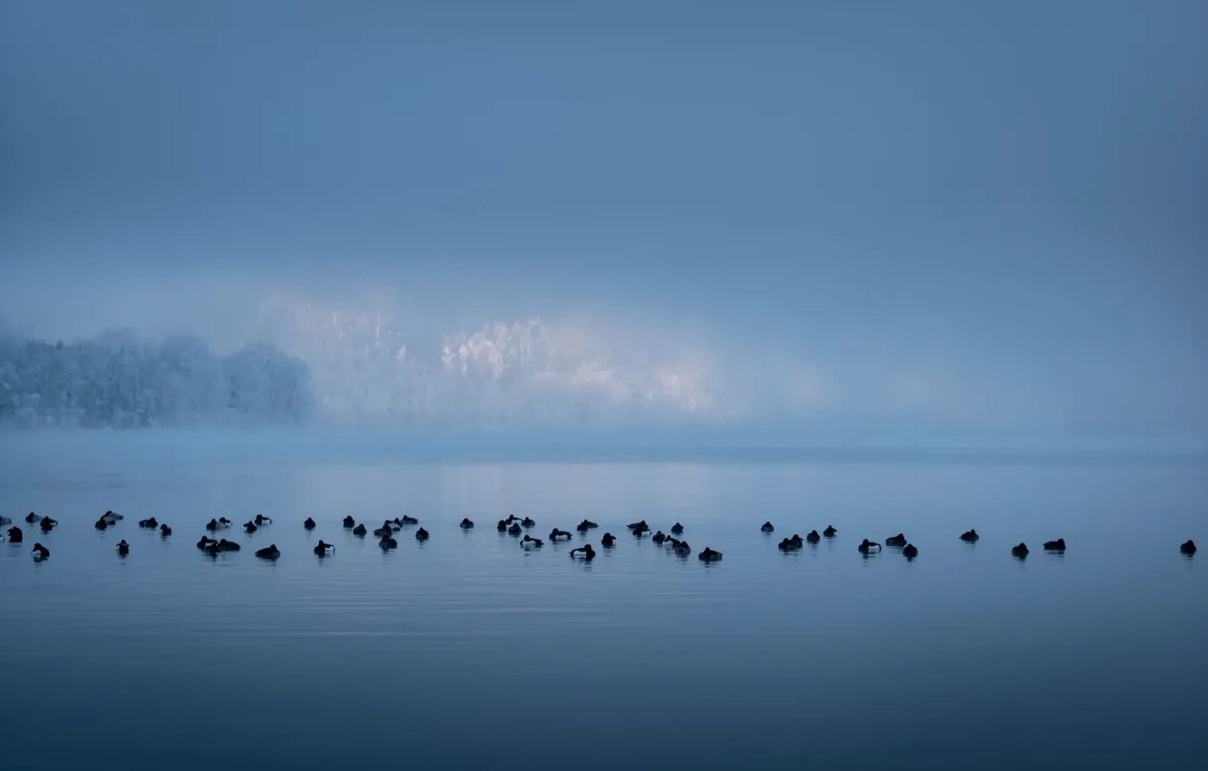 Photo wallpaper birds, fog, lake