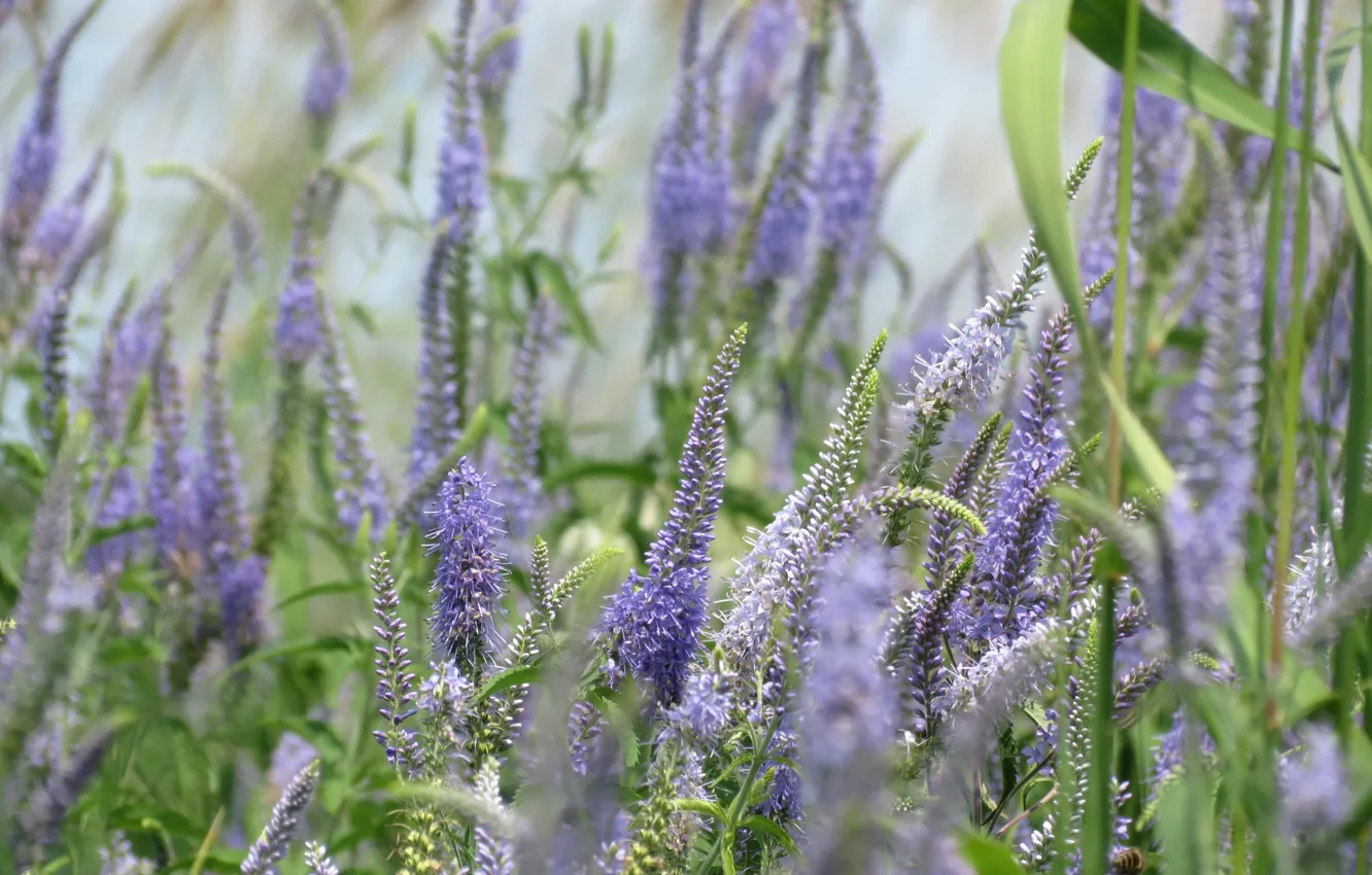 Photo wallpaper field, grass, wildflowers