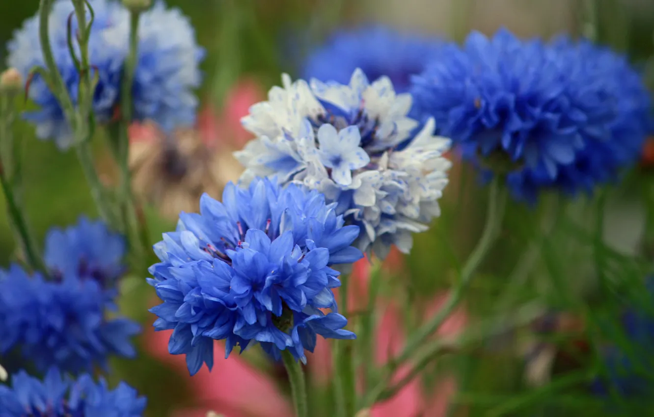 Photo wallpaper flowers, nature, plant, cornflowers
