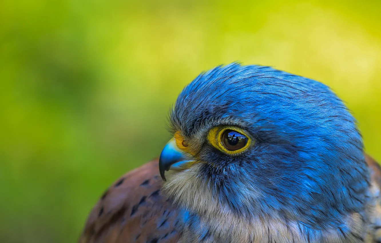 Photo wallpaper look, blue, background, blue, bird, portrait, Falcon, peregrine