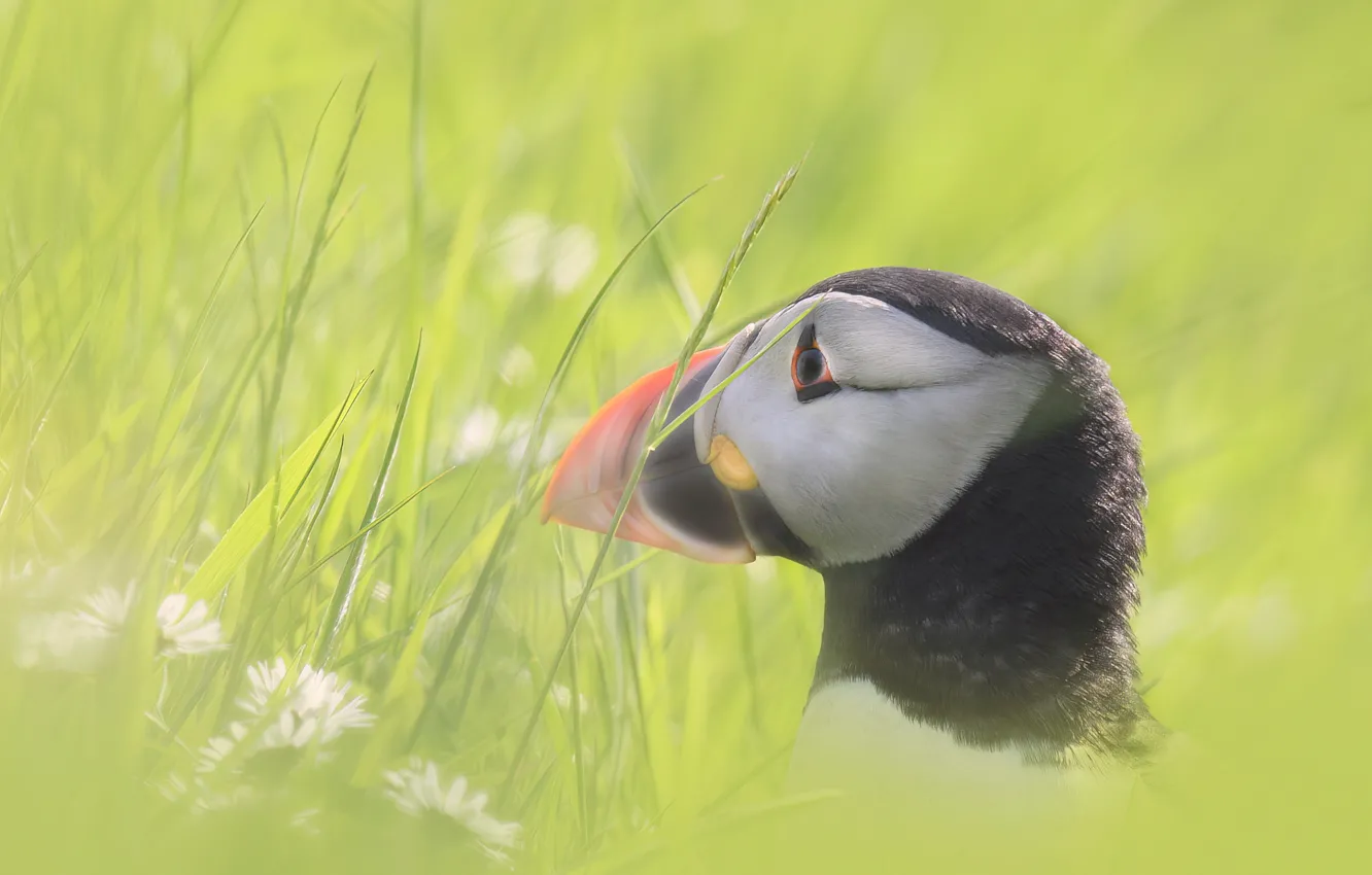 Photo wallpaper grass, bird, portrait, stalled