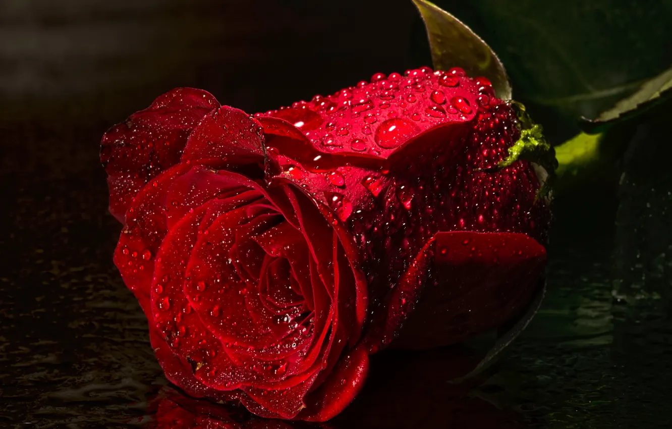 Photo wallpaper water, drops, roses