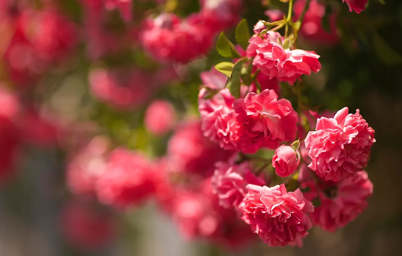 Photo wallpaper flowers, background, Bush, roses, garden, red, pink, buds