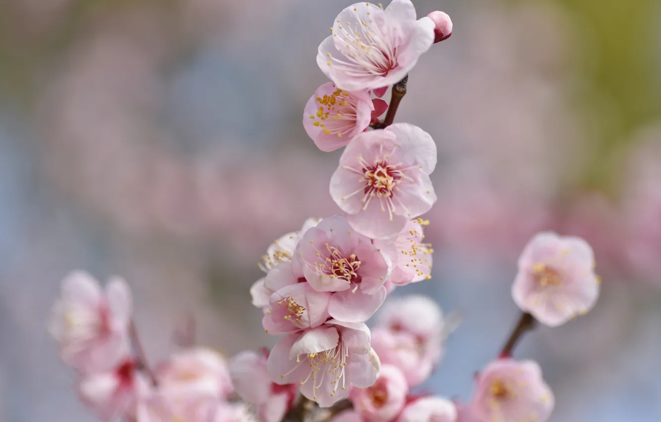 Photo wallpaper flowers, sprig, Sakura