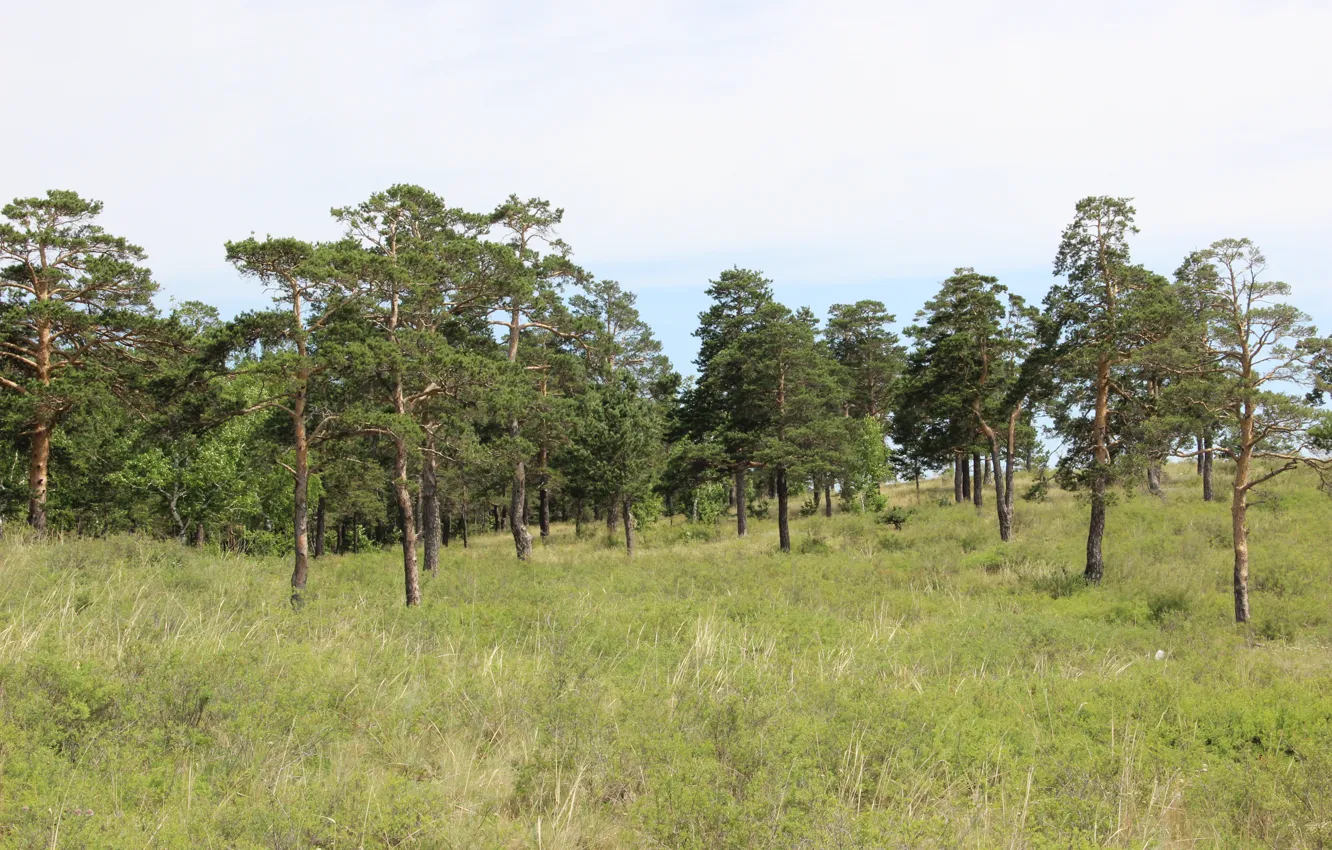Photo wallpaper forest, the sky, yellow grass, tree, pine, green grass, Shchuchinsk