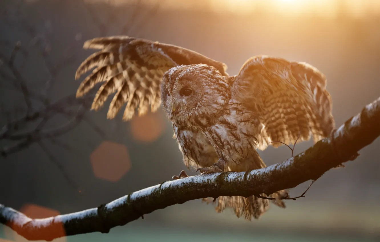 Photo wallpaper light, branches, owl, bird, wingspan