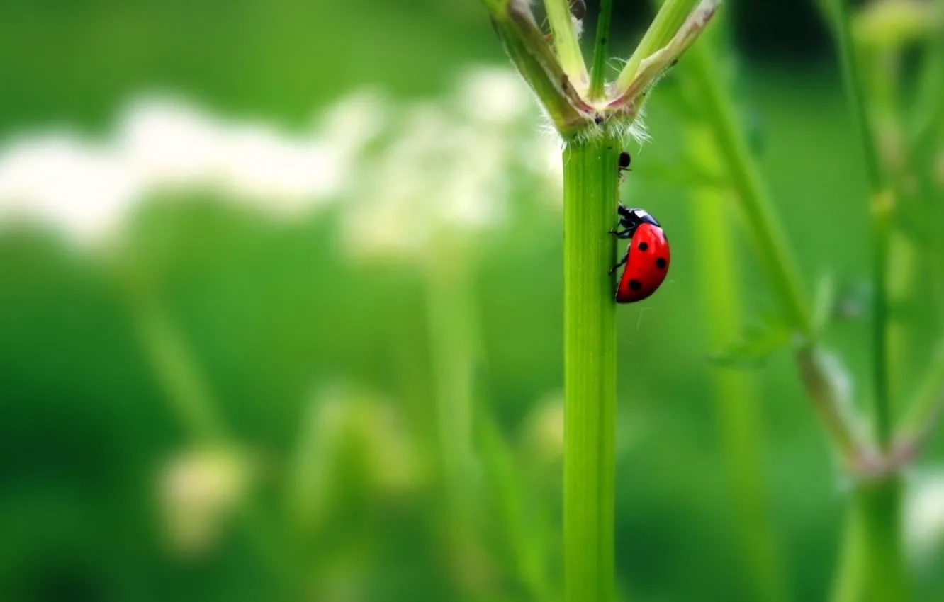 Photo wallpaper green, plant, beetle, stem