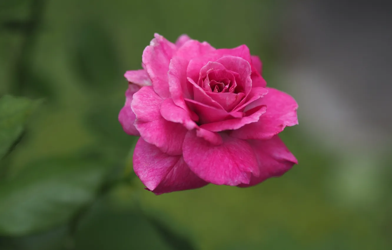 Photo wallpaper flower, pink, green background, bokeh, of APE