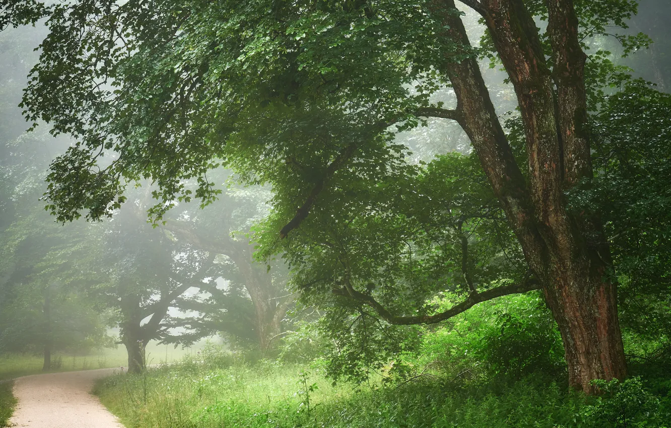 Photo wallpaper greens, trees, fog, Park, branch, foliage, morning, path