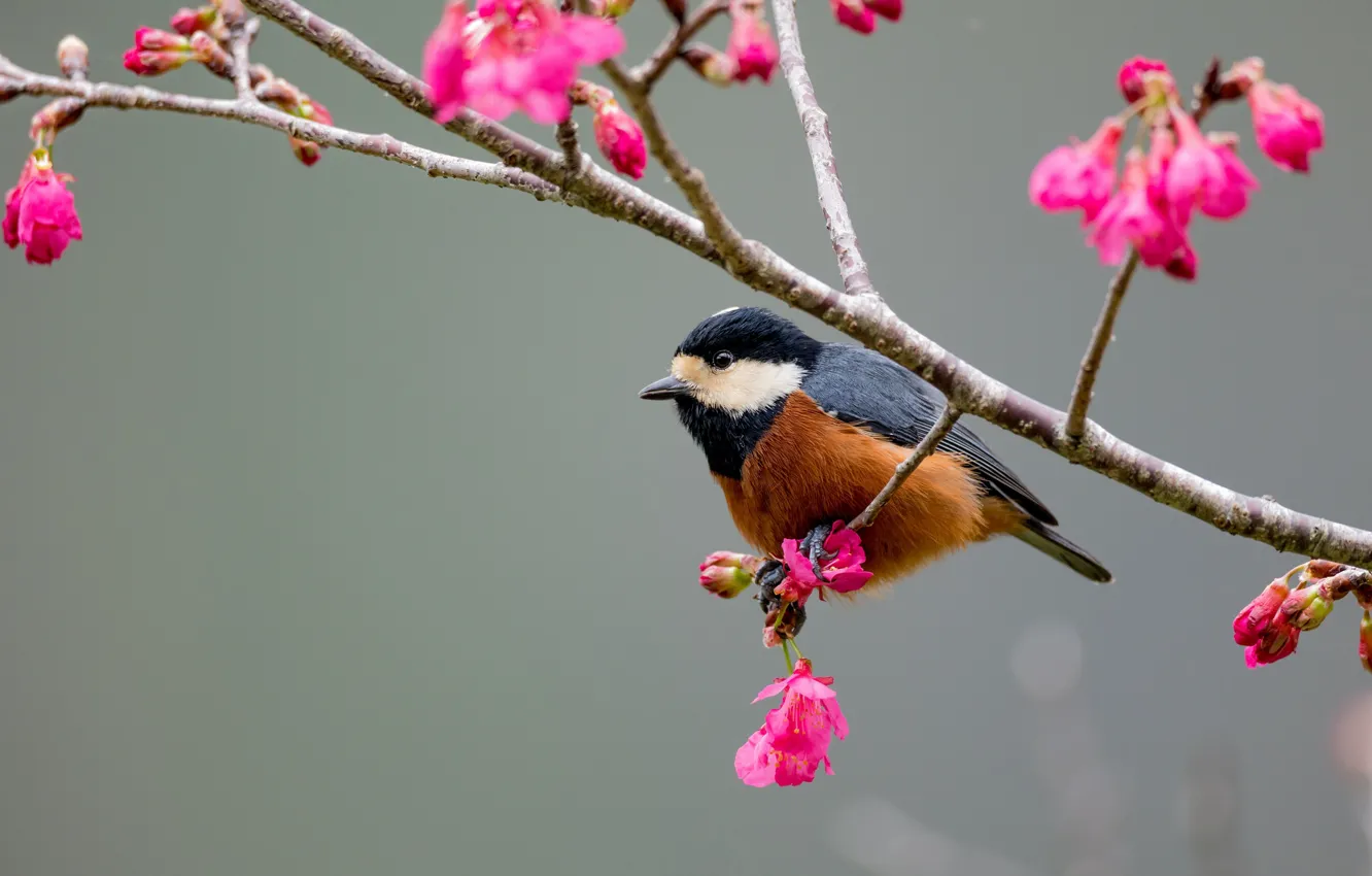 Photo wallpaper branches, bird, spring, tit, baby