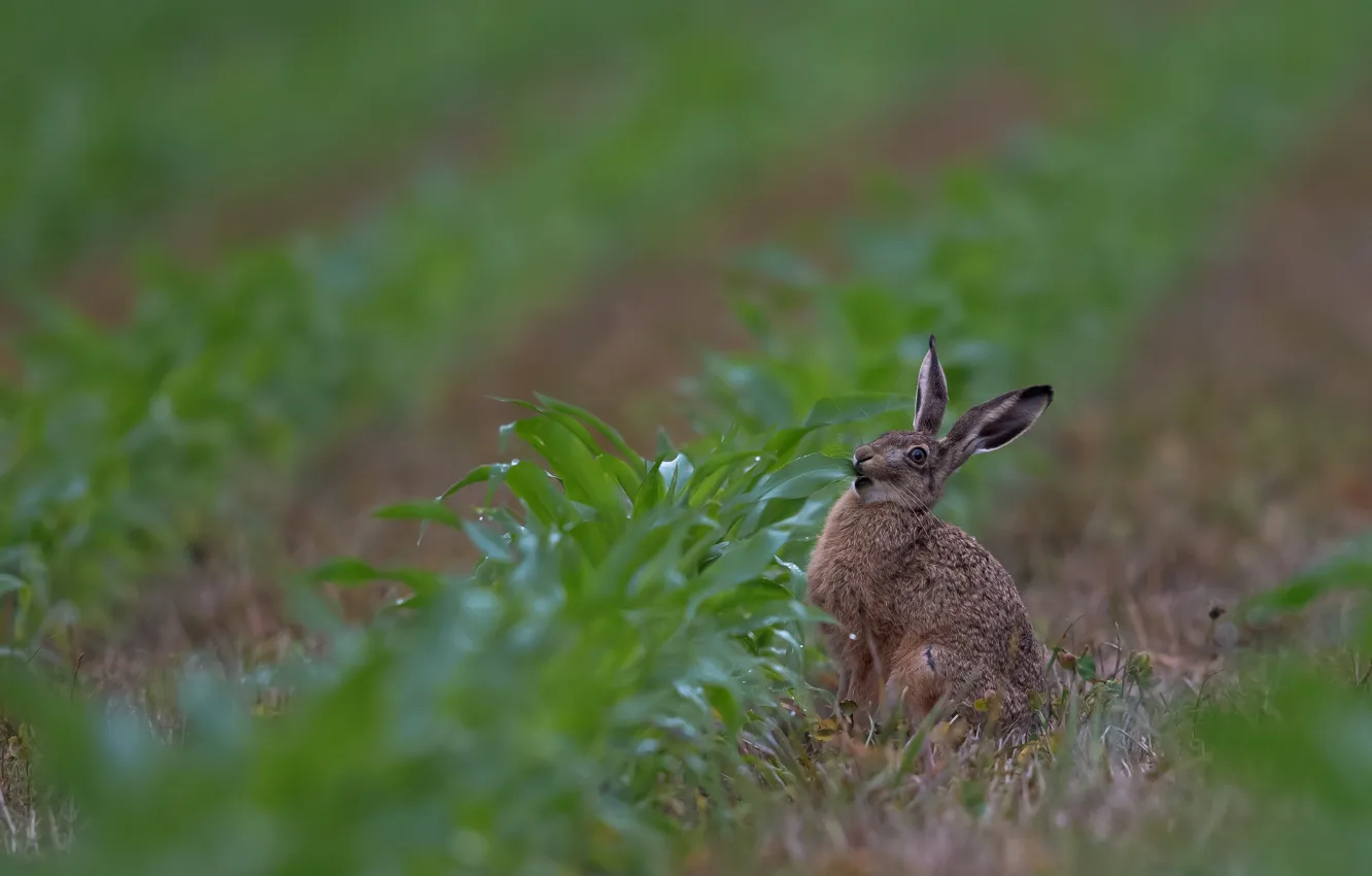 Photo wallpaper greens, field, look, pose, plant, Bush, hare, meal