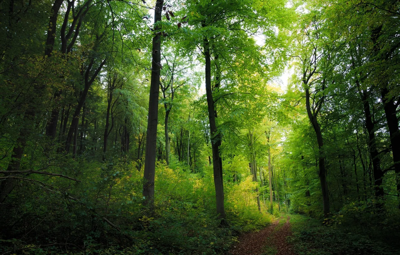 Photo wallpaper greens, forest, trees