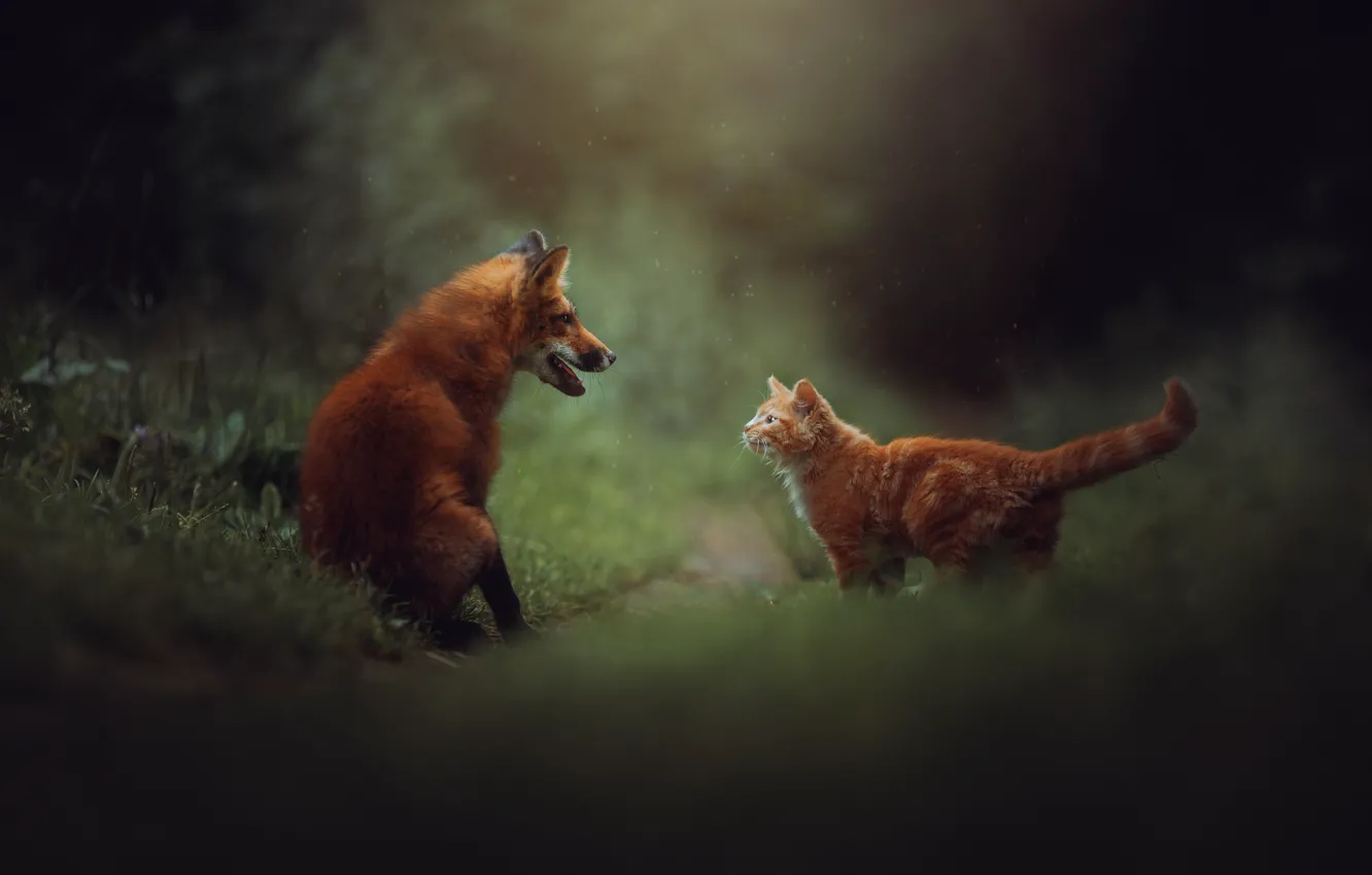 Photo wallpaper meeting, Fox, red, red cat, Anna Yarkova