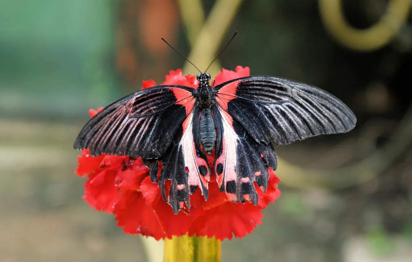 Photo wallpaper flowers, macro, butterfly, wings, beautiful, closeup