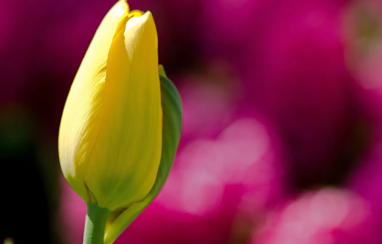 Photo wallpaper flower, yellow, background, pink, Tulip, focus, blur