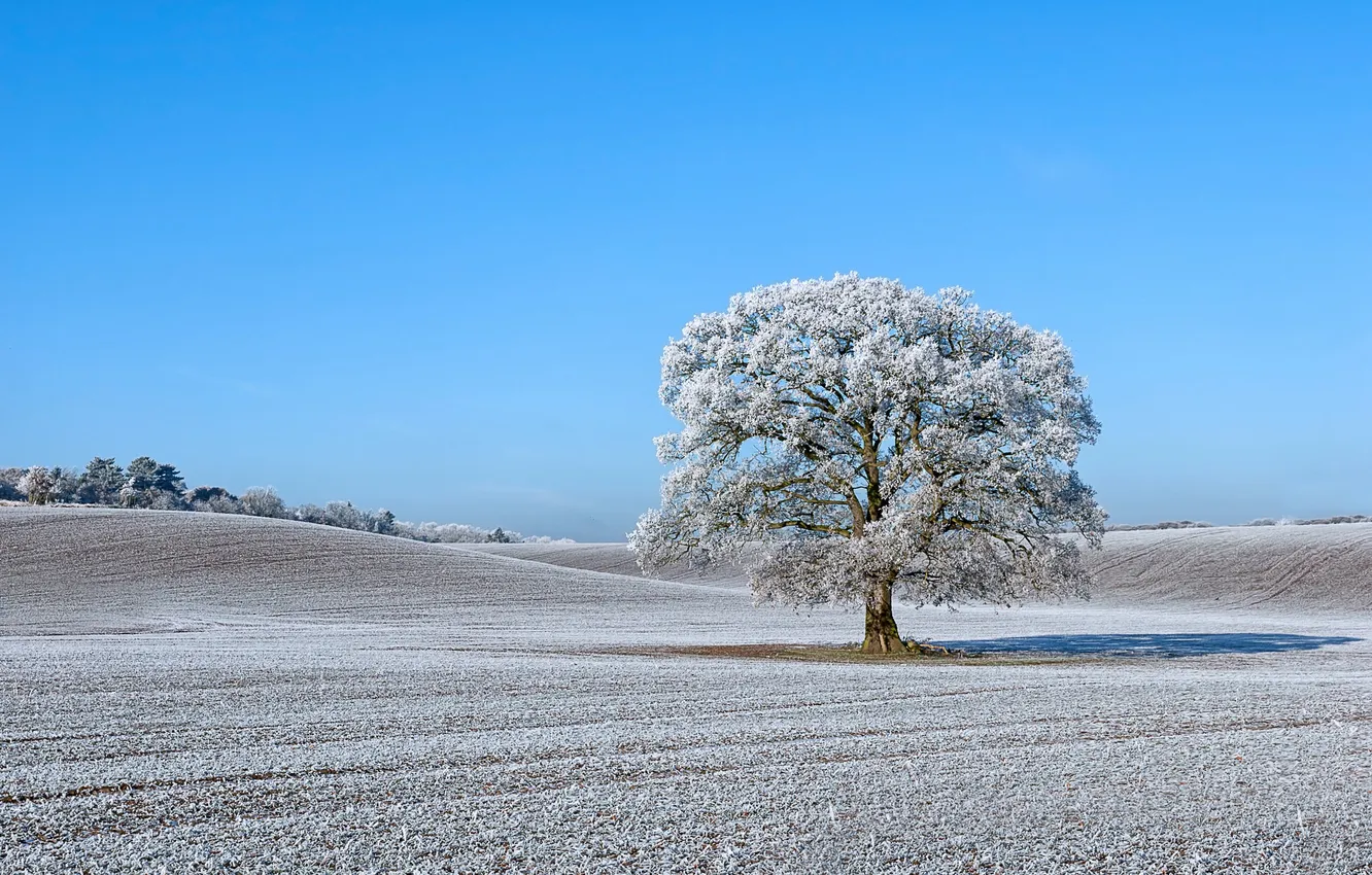 Photo wallpaper frost, field, trees, hills