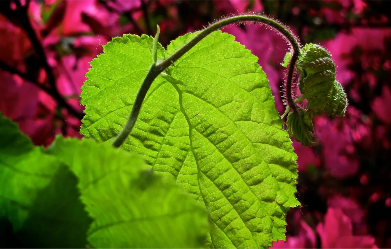 Photo wallpaper leaves, escape, young