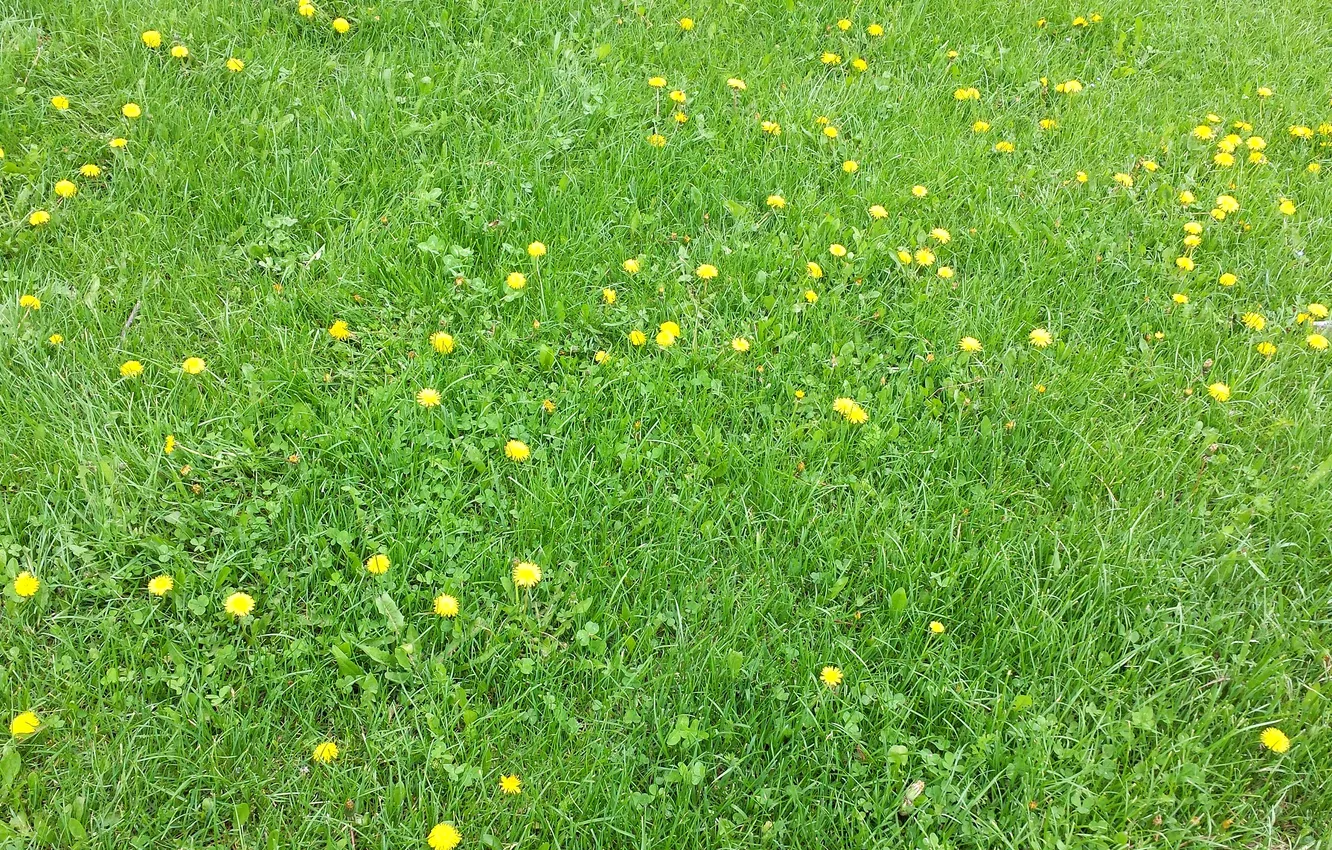 Photo wallpaper field, grass, flowers, dandelion, meadow