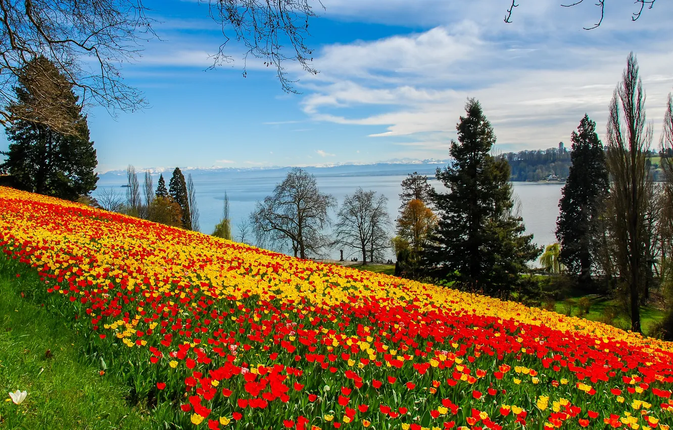 Photo wallpaper the sky, clouds, trees, flowers, yellow, red, river, shore