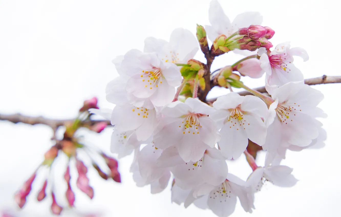 Photo wallpaper macro, cherry, Sakura