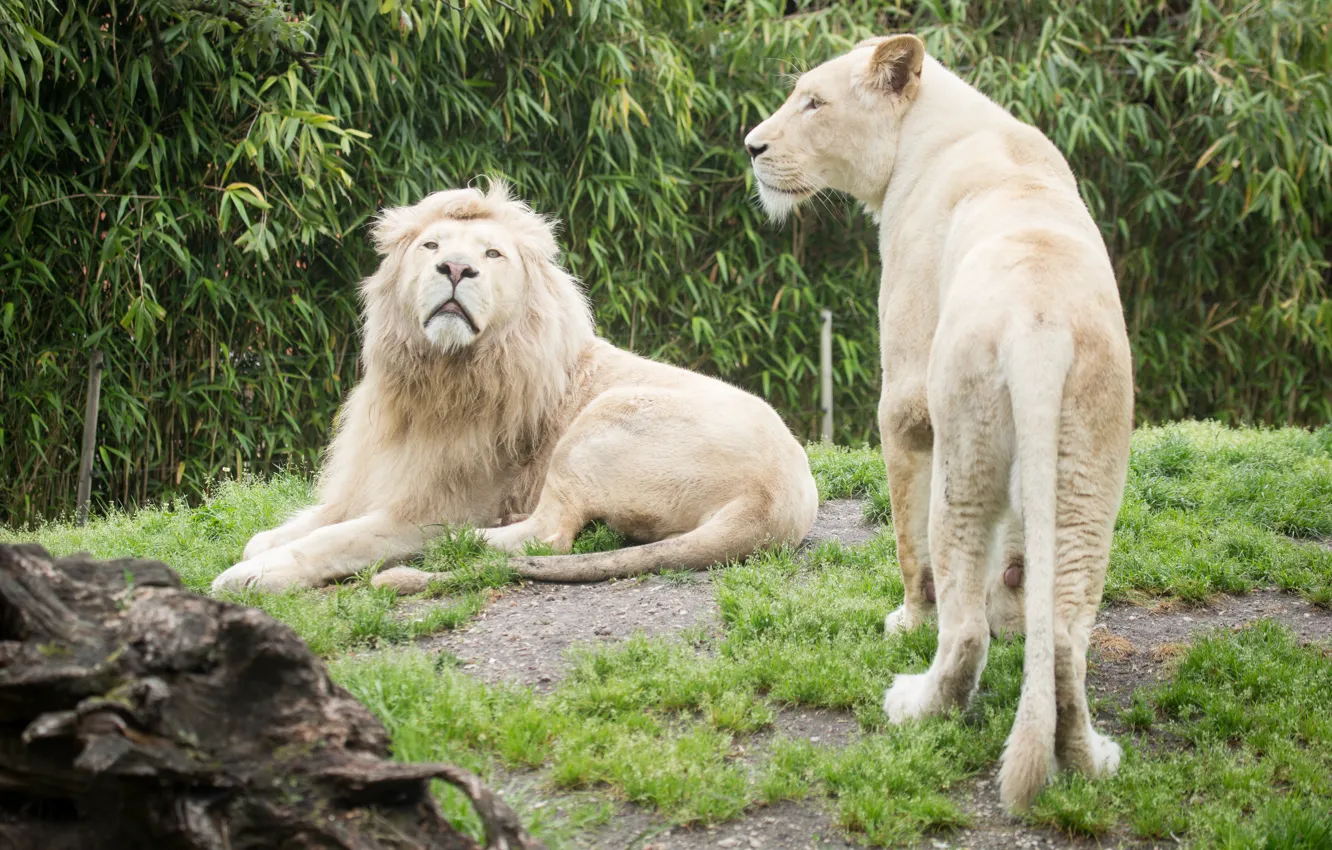 Photo wallpaper grass, cats, Leo, lioness, white lions