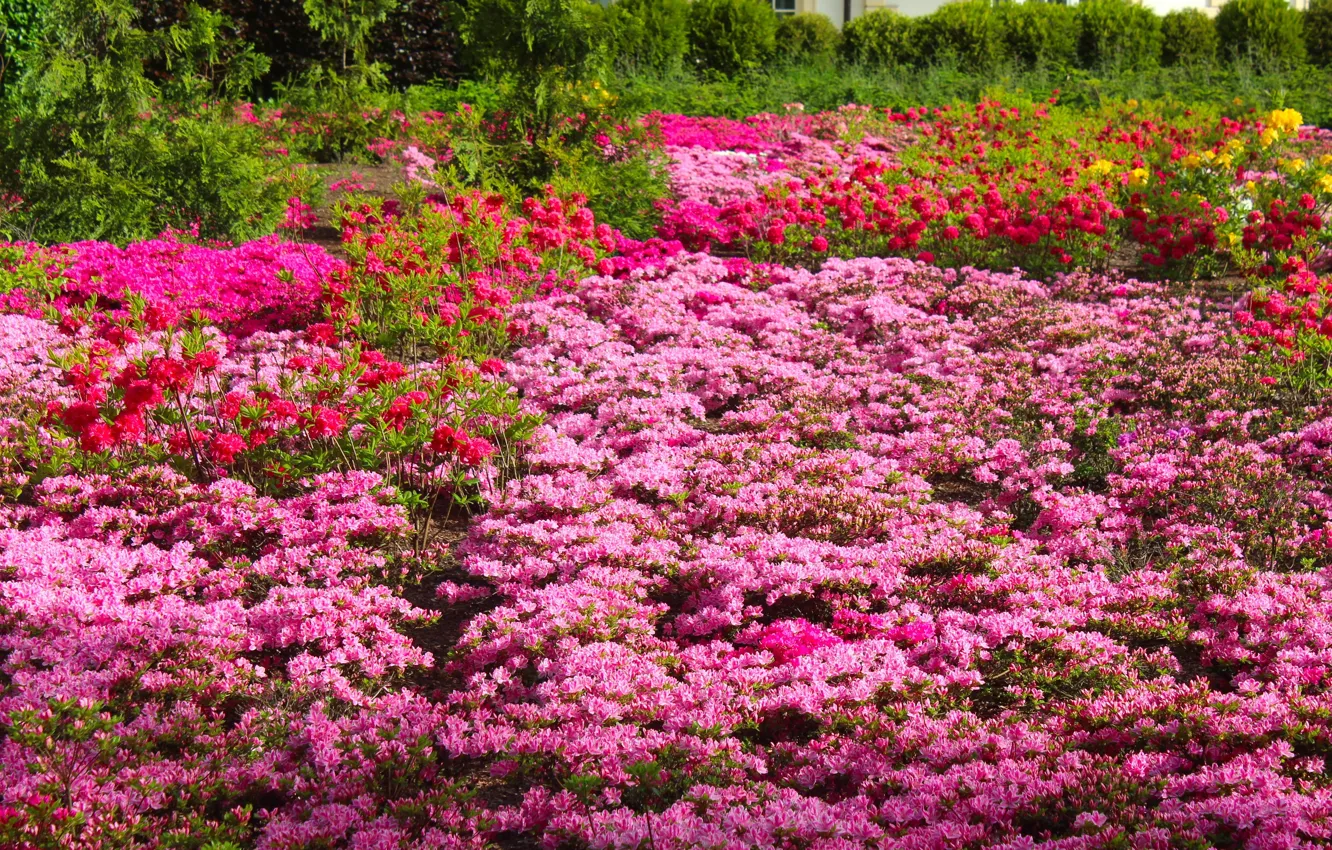 Photo wallpaper flower, garden, blooming