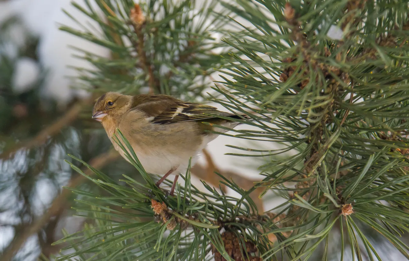 Photo wallpaper nature, bird, Chaffinch, photohunt