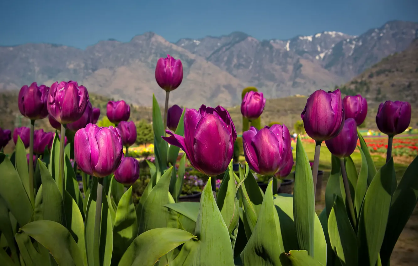 Photo wallpaper mountains, spring, tulips