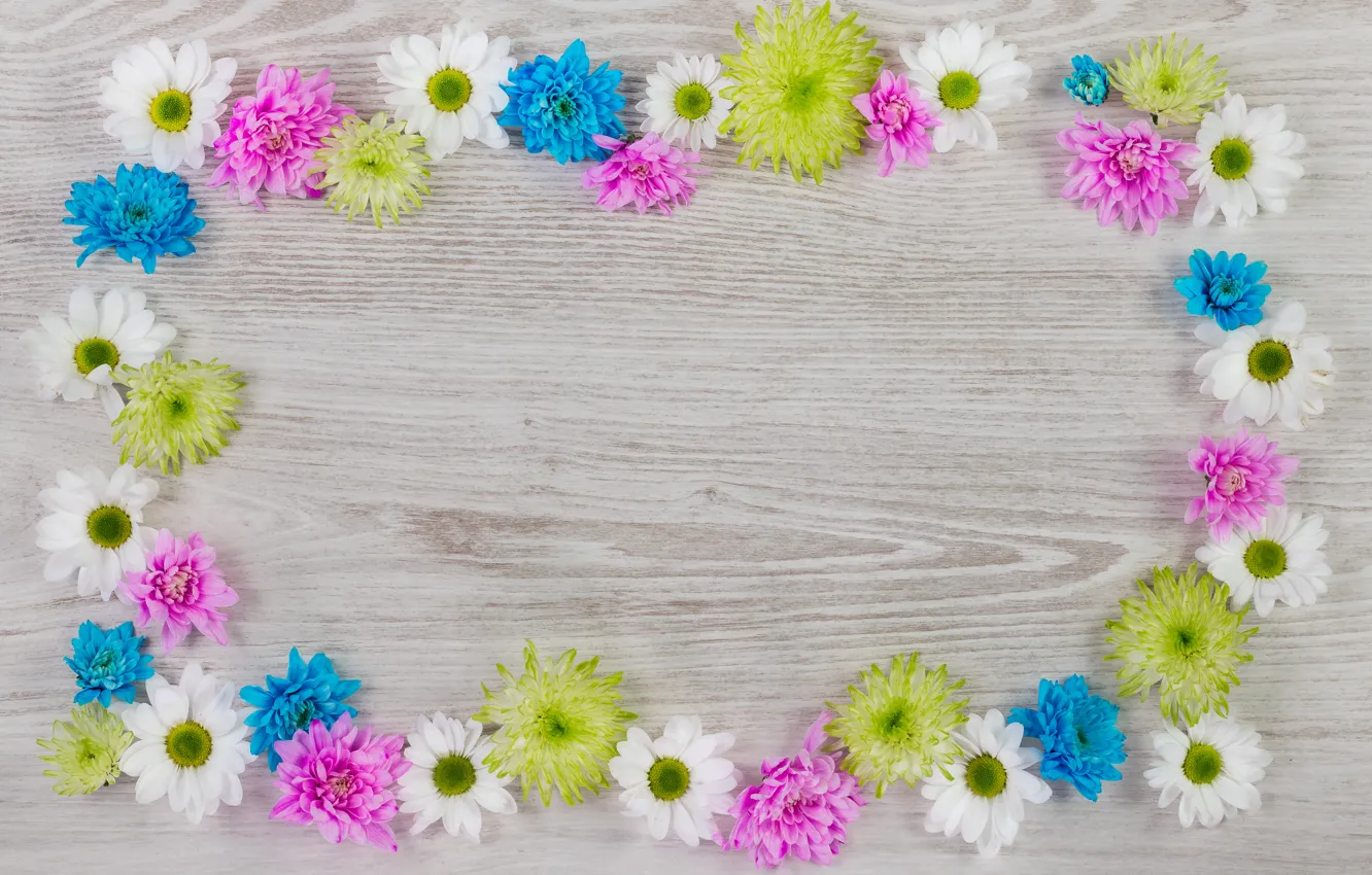 Photo wallpaper flowers, background, chrysanthemum