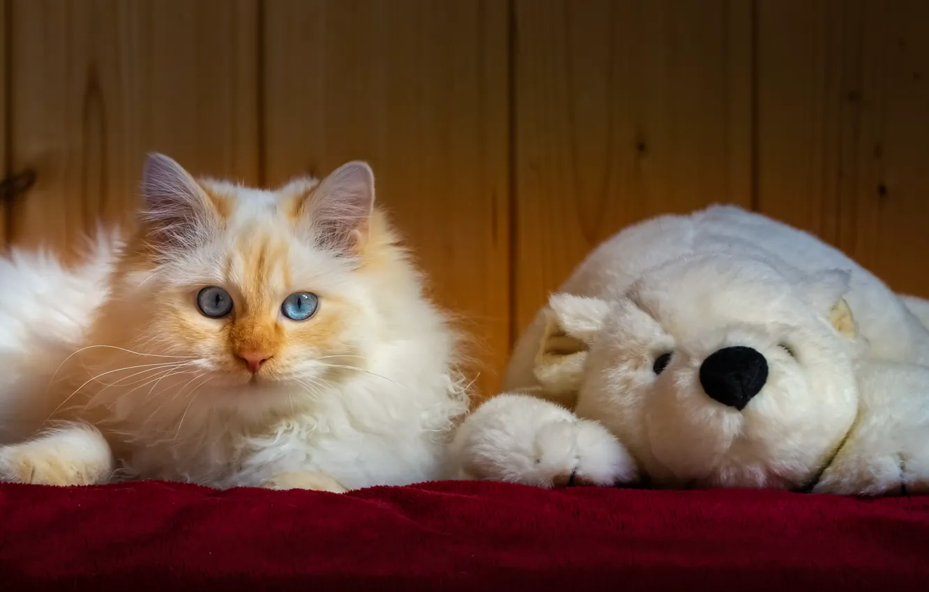 Photo wallpaper cat, cat, look, each, toy, portrait, fluffy, red