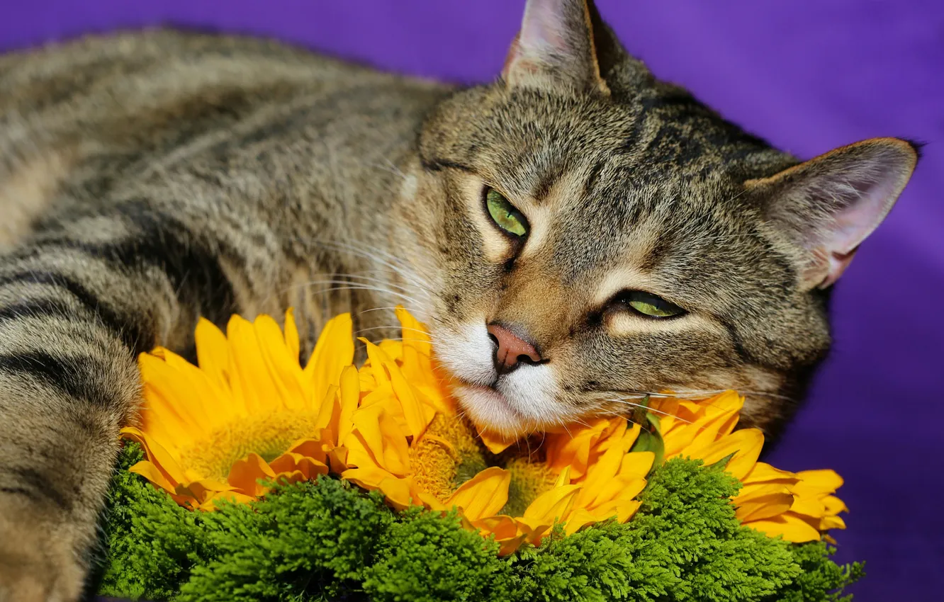 Photo wallpaper cat, cat, look, flowers, pose, face