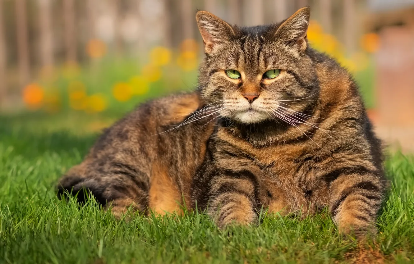 Photo wallpaper grass, cat, grey, lies, striped, thick