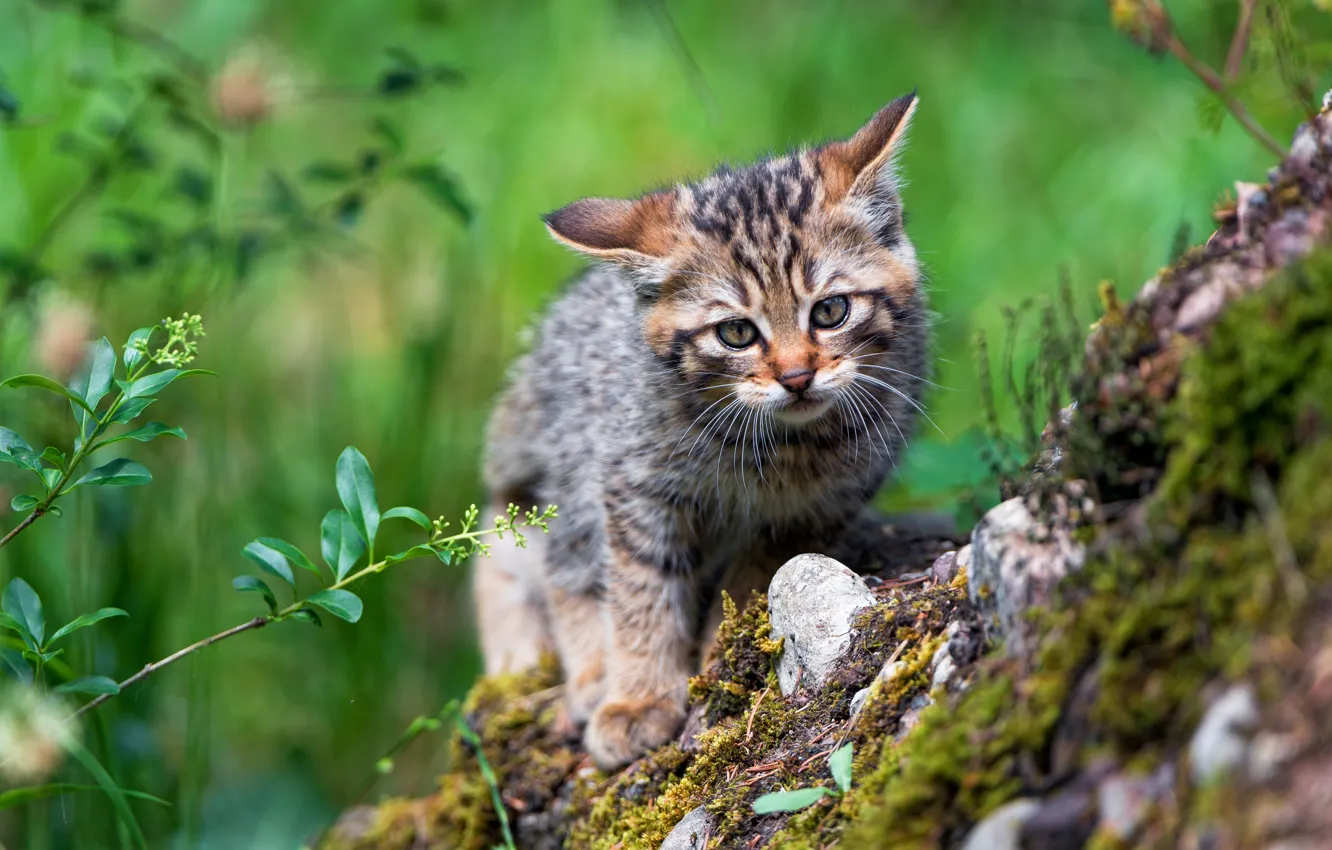 Photo wallpaper cat, cat, nature, baby, kitty, wild, forest, European
