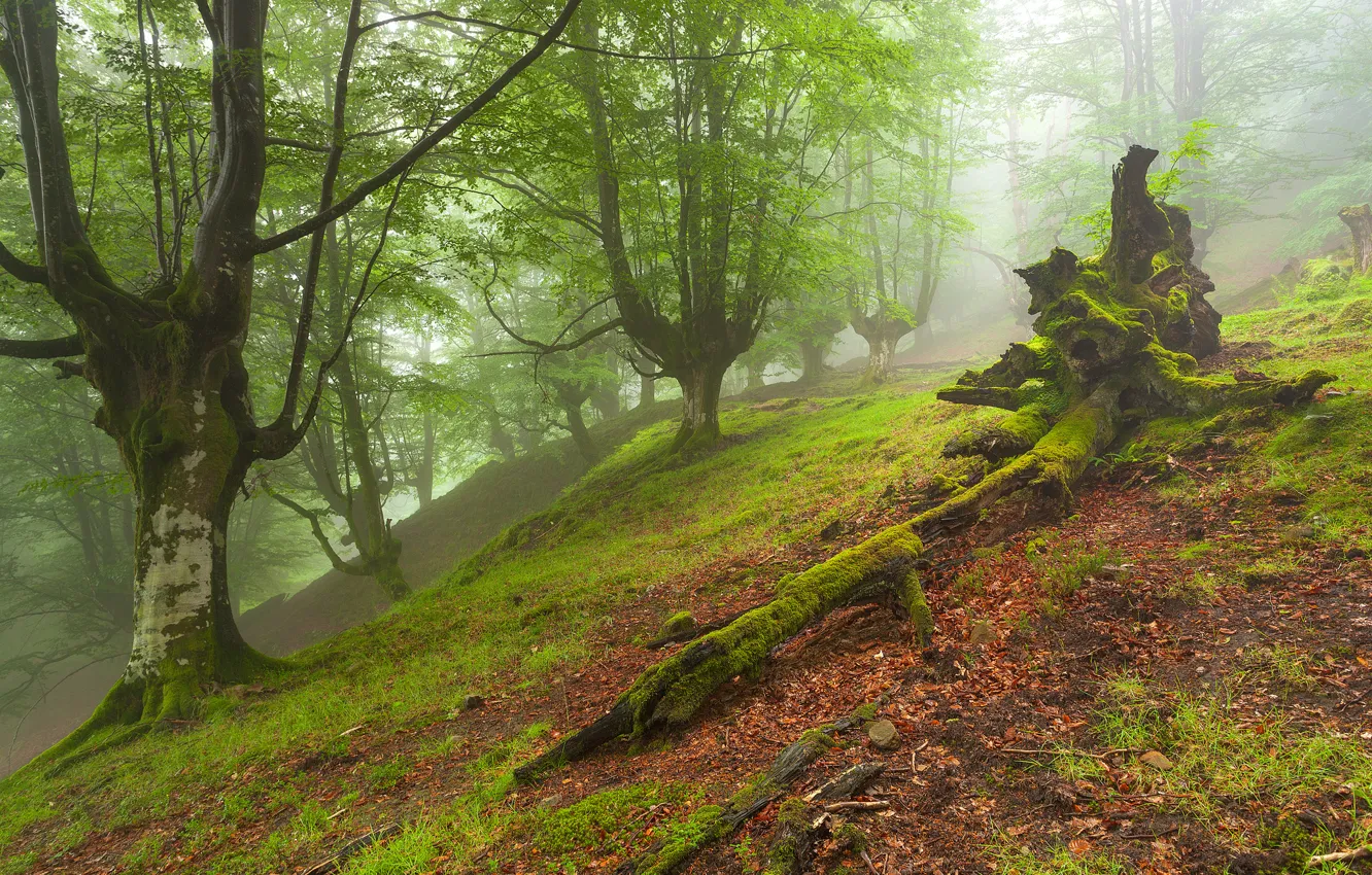 Photo wallpaper forest, trees, landscape, fog