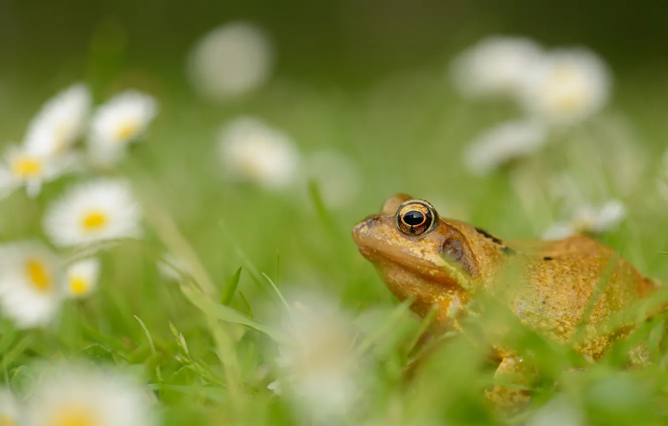 Photo wallpaper grass, flowers, glade, frog, chamomile